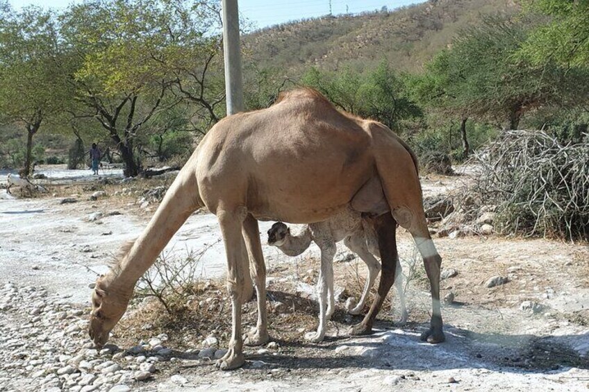 Lovely Camels at east Side of Salalah
