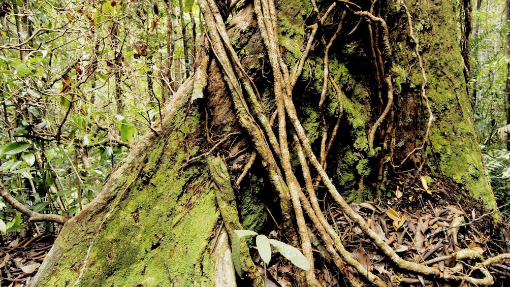 Show item 5 of 5. Close view of the trees on the Kubah tour