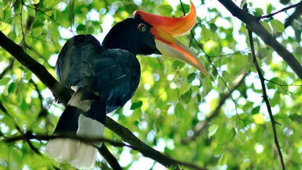 Show item 2 of 5. sarawak hornbill in Kubah