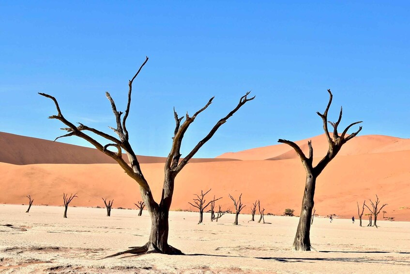 Picture 3 for Activity Sossusvlei & Swakopmund Tour: 5 Days