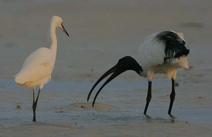 Picture 2 for Activity Arabuko Sokoke Forest & Mida Creek Tour from Malindi