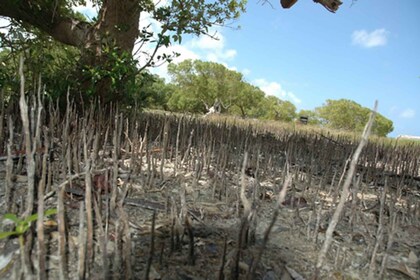 Arabuko Sokoke Forest & Mida Creek Tour ab Malindi