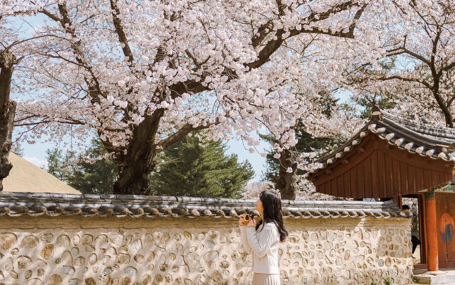 Picture 3 for Activity From Busan: Gyeongju Cherry Blossom Day Tour Spring Special