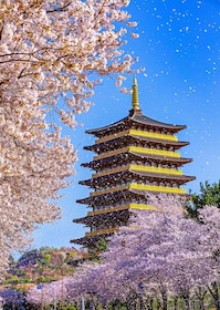 Desde Busan: Excursión de un día a Gyeongju por la floración de los cerezos...