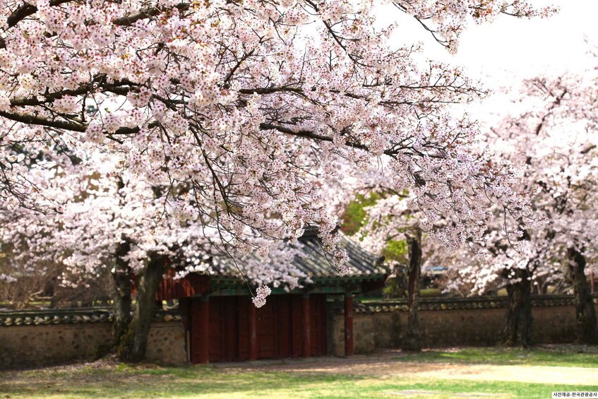 Picture 7 for Activity From Busan: Gyeongju Cherry Blossom Day Tour Spring Special