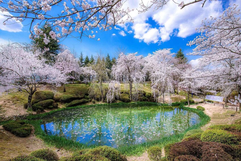 Picture 4 for Activity From Busan: Gyeongju Cherry Blossom Day Tour Spring Special