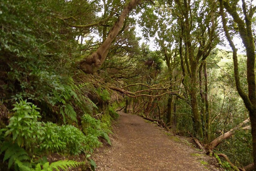 Picture 2 for Activity From Cruz del Carmen: Hiking in Anaga with food testing