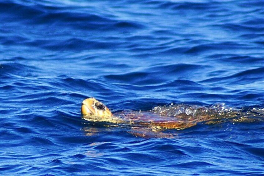 Ponta de São Lourenço Boat Tour