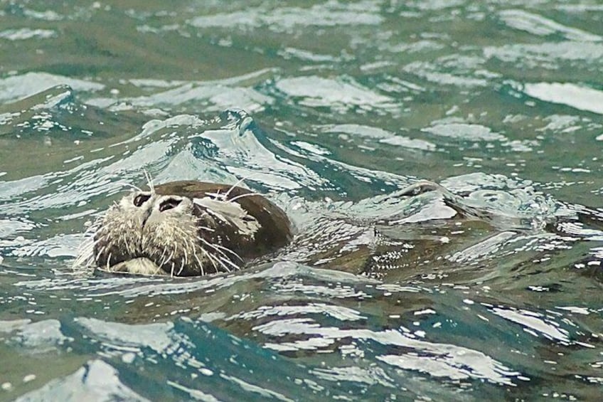 Ponta de São Lourenço Boat Tour
