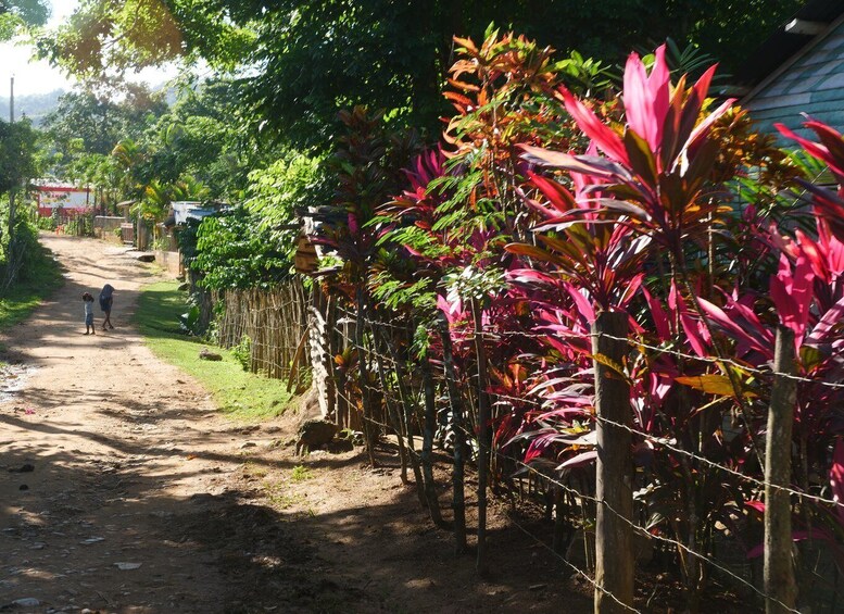 Picture 3 for Activity Las Terrenas: El Limón Waterfall Trekking Tour in Samana