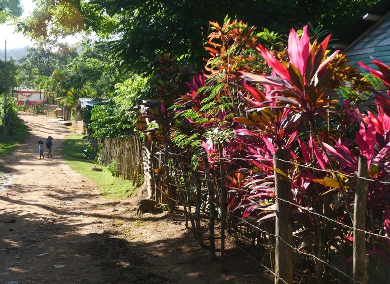 Picture 3 for Activity Las Terrenas: El Limón Waterfall Trekking Tour in Samana