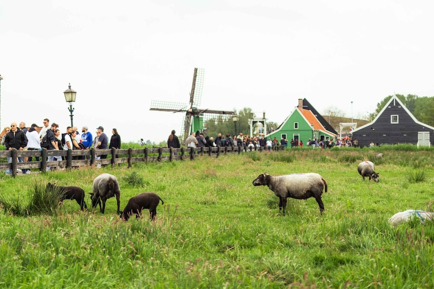 Picture 6 for Activity Amsterdam: Zaanse Schans Windmills Day Trip by Luxury Coach