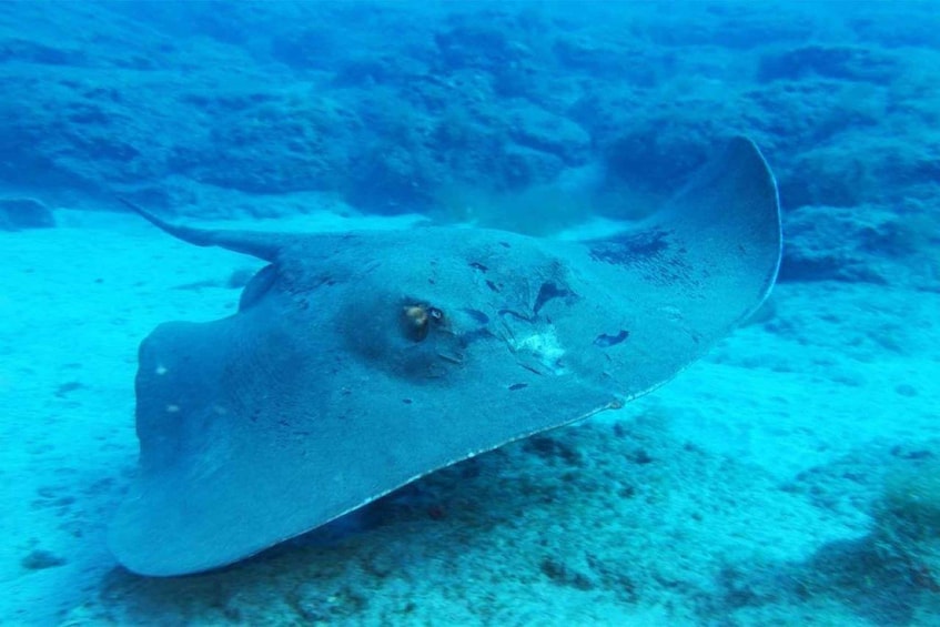 Picture 5 for Activity Gran Canaria: Snorkeling Trip