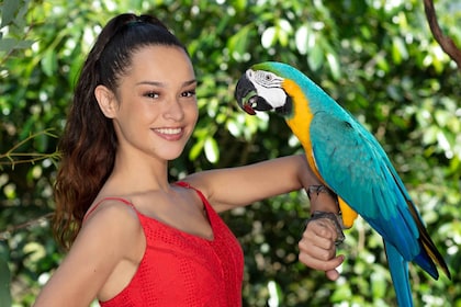 Kuranda : Billet d'entrée pour le monde des oiseaux