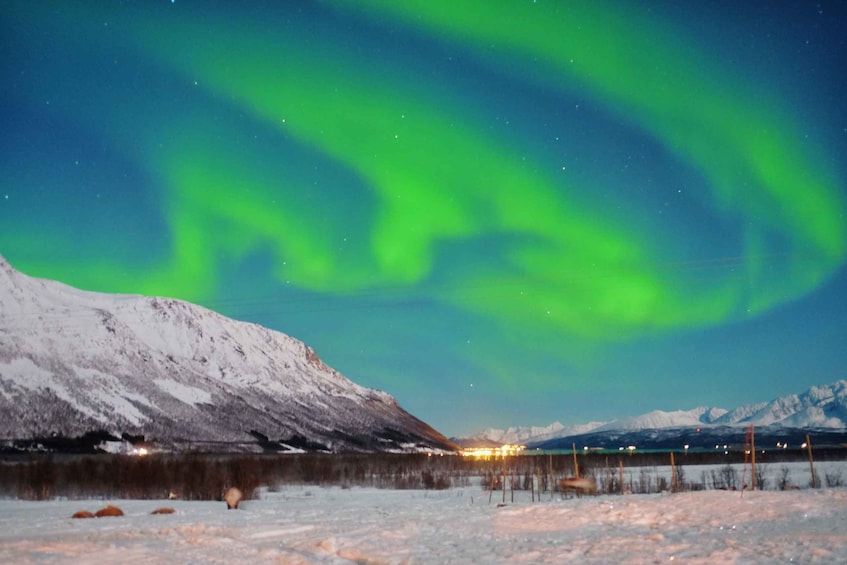 Picture 5 for Activity Tromso: Reindeer Sledding with Chance to See Northern Lights