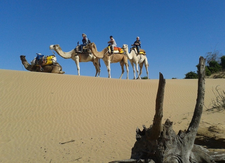 Full-Day Dromedary Ride in Essaouira