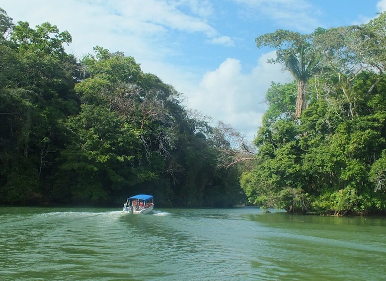 Picture 1 for Activity From Panama City: Gamboa Rainforest Guided Tour with Lunch