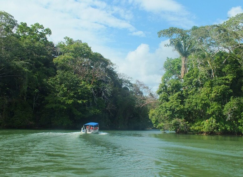 Picture 1 for Activity From Panama City: Gamboa Rainforest Guided Tour with Lunch