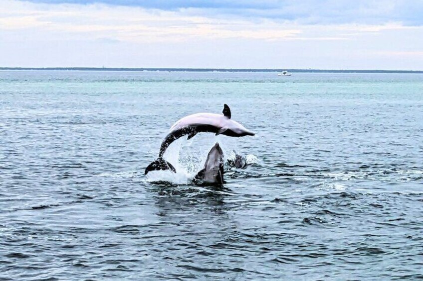 Surprising moments like this is unbelievable. What a great pic. 