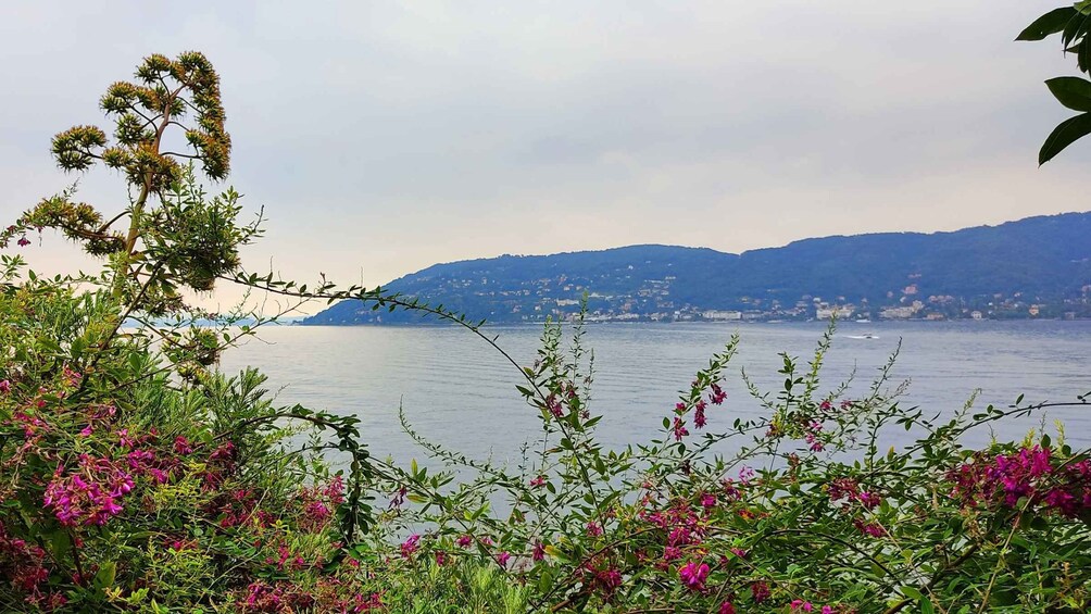 Picture 9 for Activity Lake Maggiore: Stresa and Isola Madre Private Tour