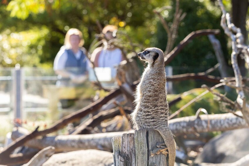 Picture 3 for Activity Christchurch: Orana Wildlife Park Admission