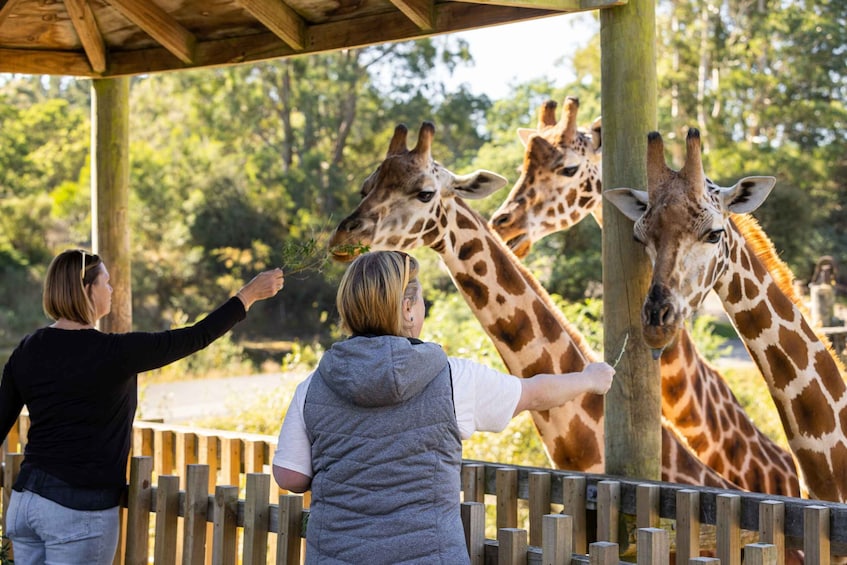 Picture 1 for Activity Christchurch: Orana Wildlife Park Admission
