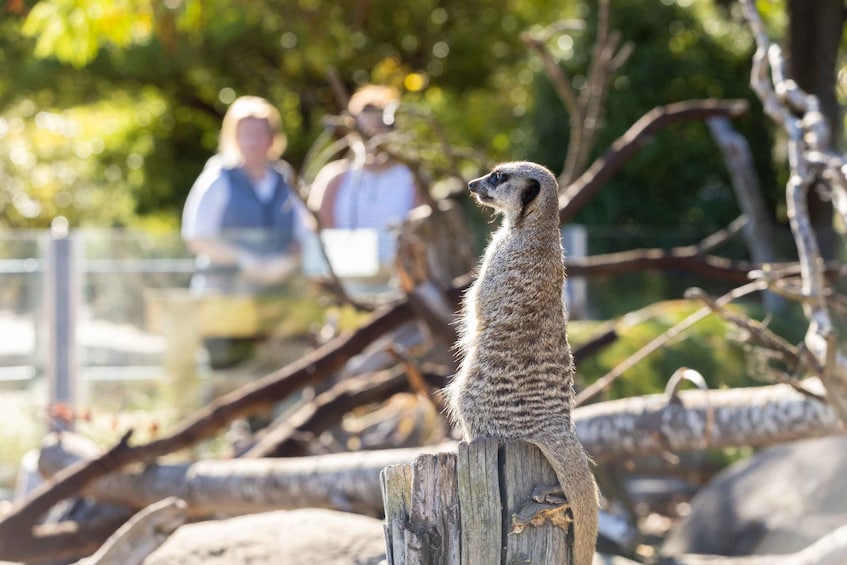 Picture 3 for Activity Christchurch: Orana Wildlife Park Admission
