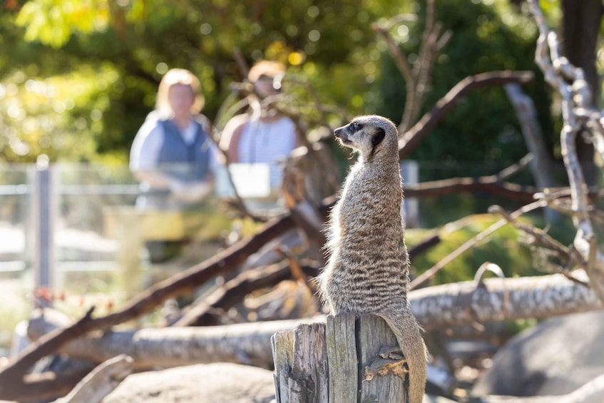 Picture 3 for Activity Christchurch: Orana Wildlife Park Admission