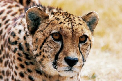 Christchurch: Orana Wildlife Park Admission