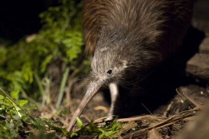 Christchurch: Adgang til Orana Wildlife Park