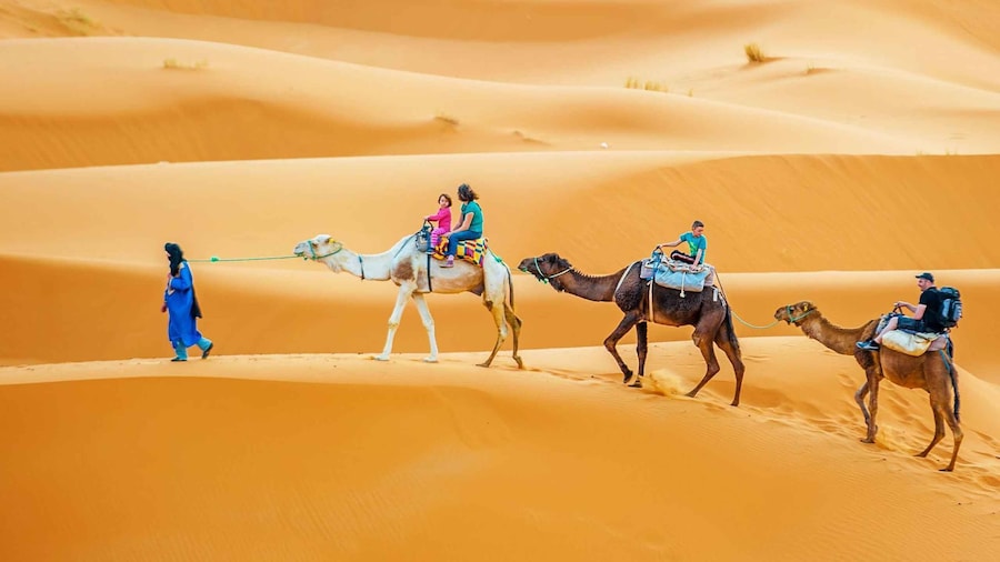 Douz: Sahara Desert Camel Trek with Lunch
