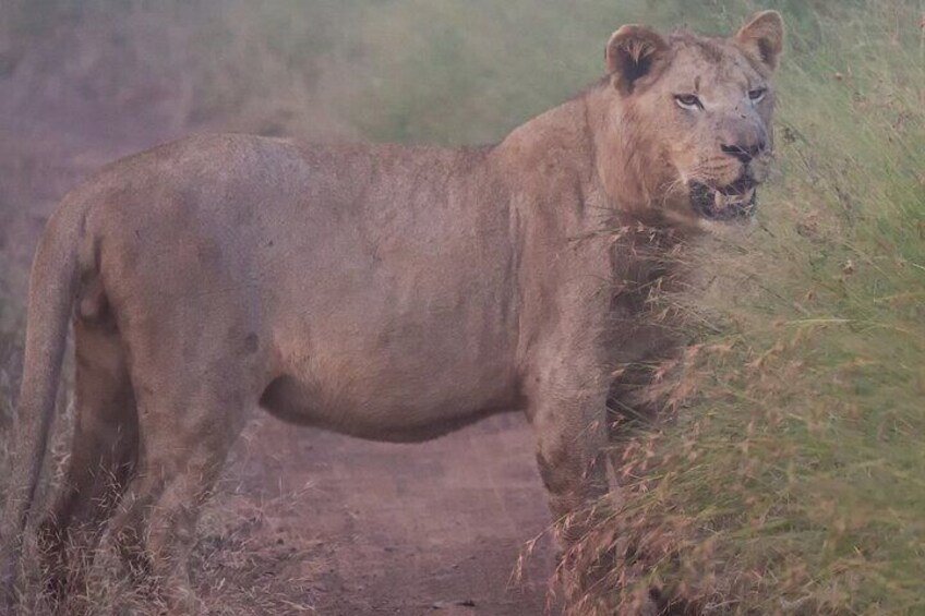 Hlane Royal National Park - Eswatini Full Day Tour