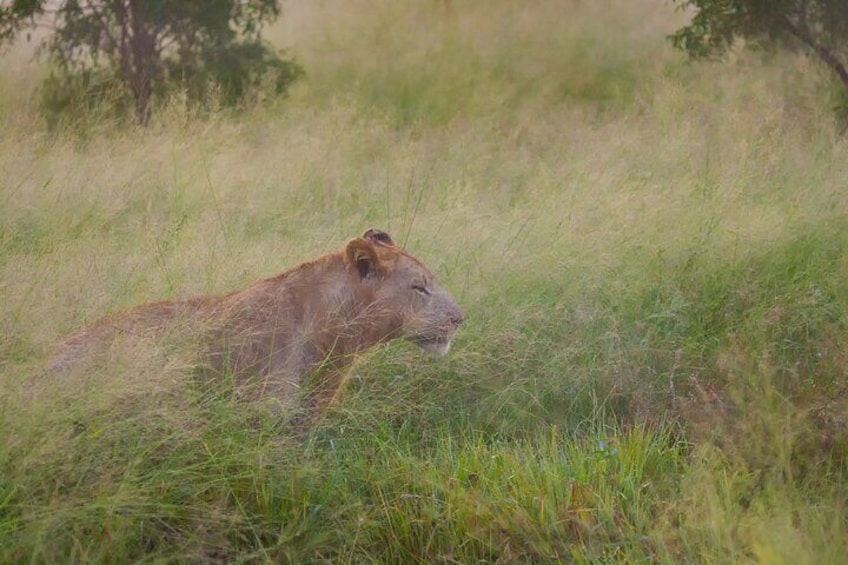 Hlane Royal National Park - Eswatini Full Day Tour