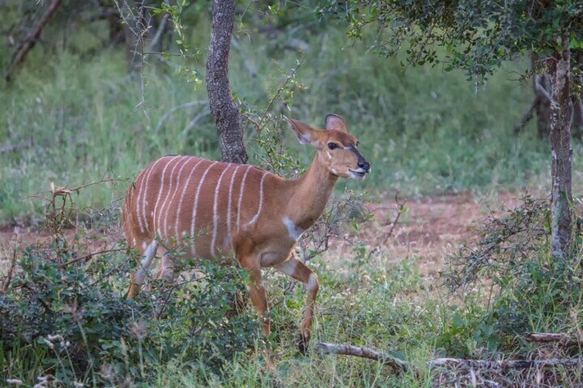 Hlane Royal National Park - Eswatini Full Day Tour