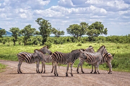 Private Full Day Tour in Kruger National Park