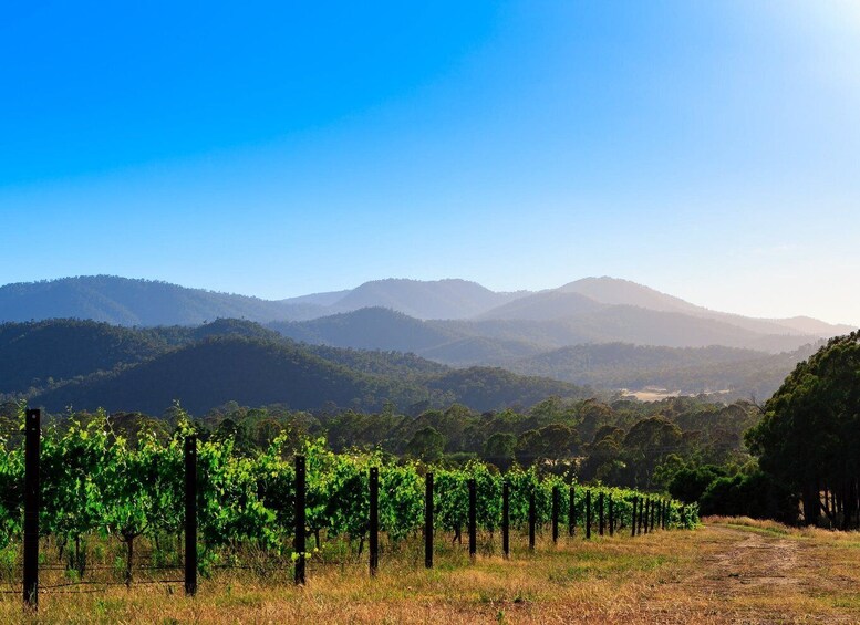 Picture 2 for Activity Pizzini Wines: Italian Wine Tasting and Picnic Experience