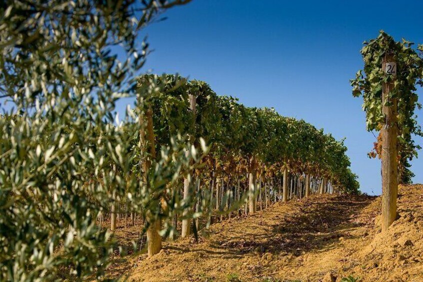 Best of Bolgheri- Full day Private experience in Bolgheri