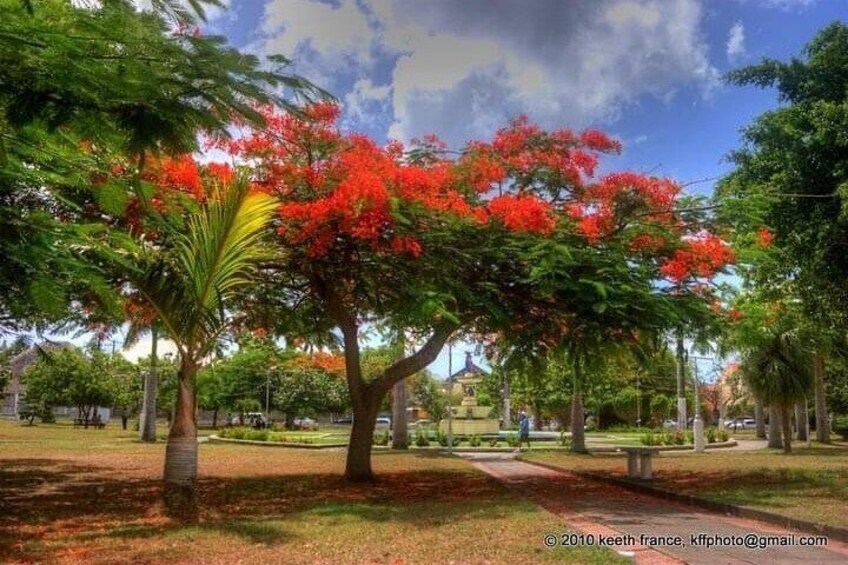 National plant, the poinciana