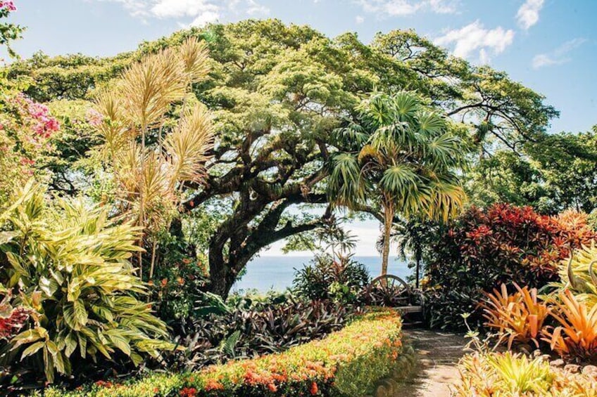 400 yr old saman tree