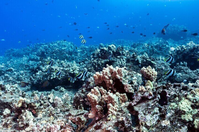 Certified Scuba Diving Along Two Shallow Reef Sites