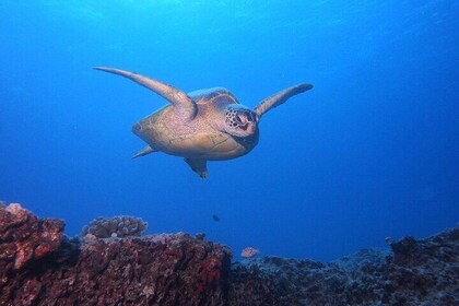 Certified Scuba Diving Along Two Shallow Reef Sites