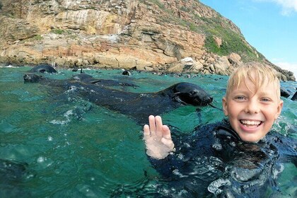 Swim with the Seals in Plettenberg Bay