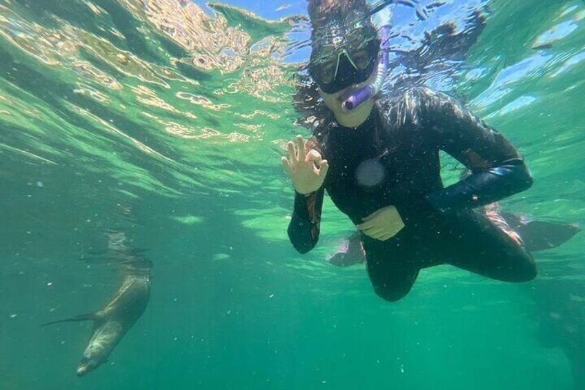 Swim with the Seals in Plettenberg Bay