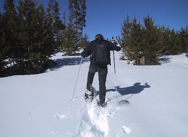 Von Gardiner aus: Yellowstone National Park Schneeschuhtour