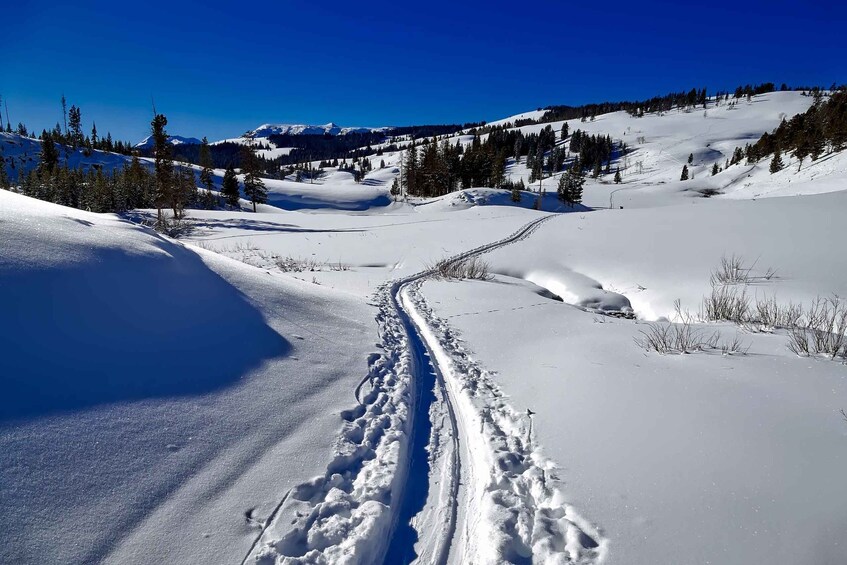 Picture 4 for Activity From Gardiner: Yellowstone National Park Snowshoe Tour