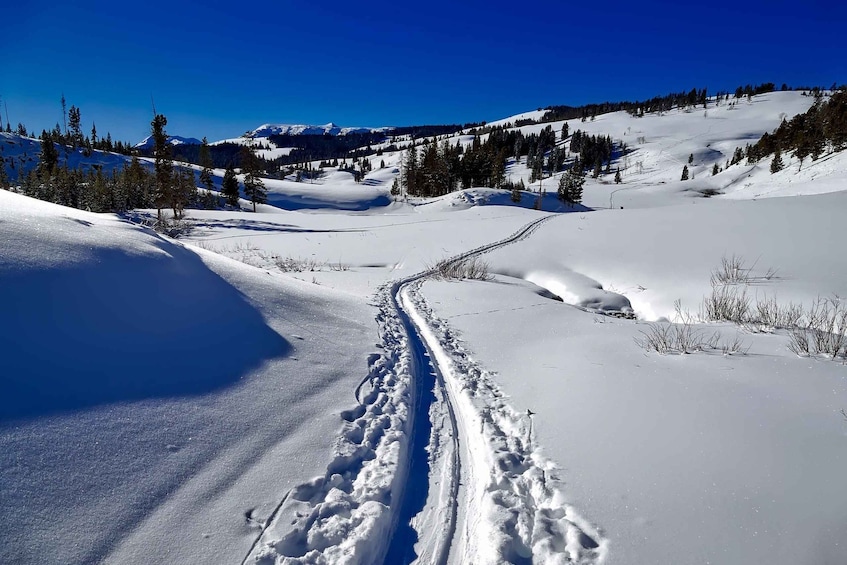 Picture 4 for Activity From Gardiner: Yellowstone National Park Snowshoe Tour