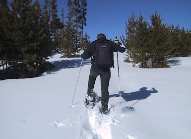 Von Gardiner aus: Yellowstone National Park Schneeschuhtour