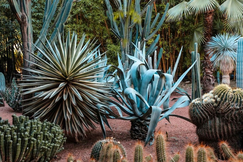 Picture 3 for Activity Marrakesh: Majorelle Garden Entry Tickets