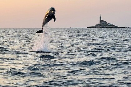 Private Sunset Dolphin Watching with Drinks in Rovinj