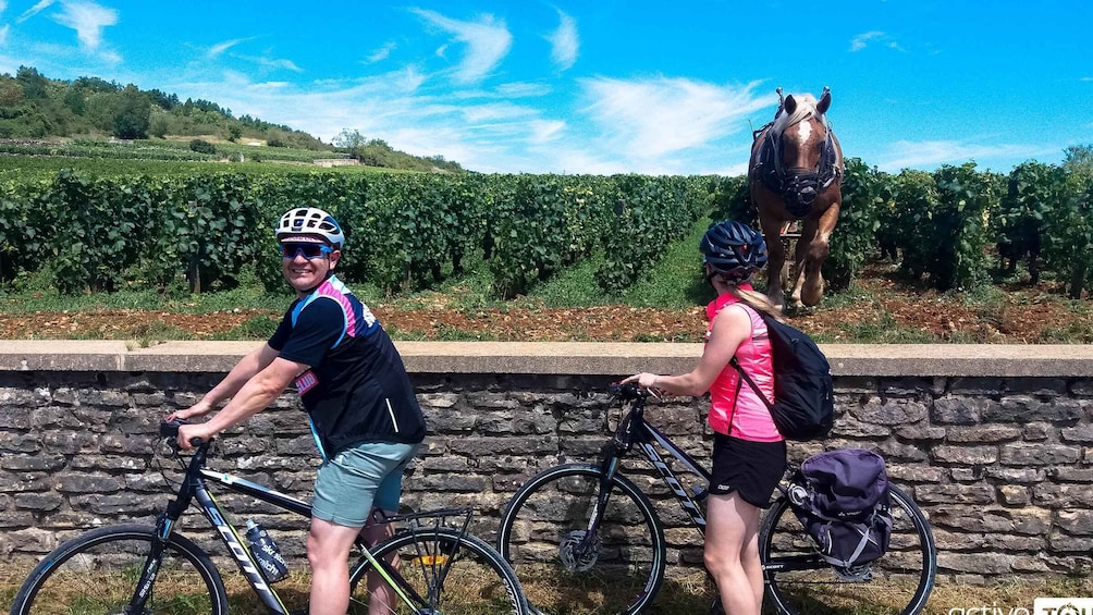 Picture 1 for Activity Beaune: Winery Tour by Bike with Wine Tasting